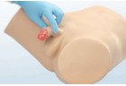 Male STD Examination Model - PC-MEE015